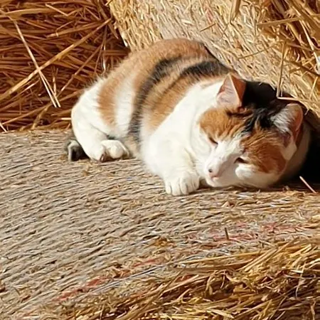 Wohnfass Fuchsbau Walsrode
