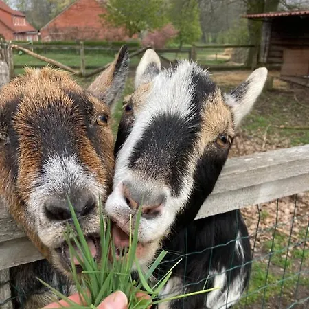 Wohnfass Fuchsbau Kemping