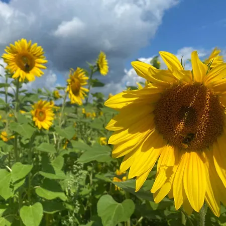 Wohnfass Fuchsbau Kemping Walsrode
