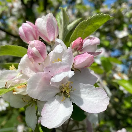 Wohnfass Fuchsbau * Walsrode